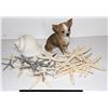 Image 1 : LOT OF HOME DECOR, DOG AND STARFISH
