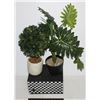 Image 1 : ARTIFICIAL PLANTS (25" TALLEST)