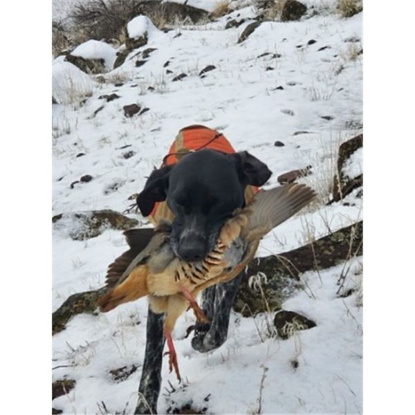 Wild Chukar Hunt For 2