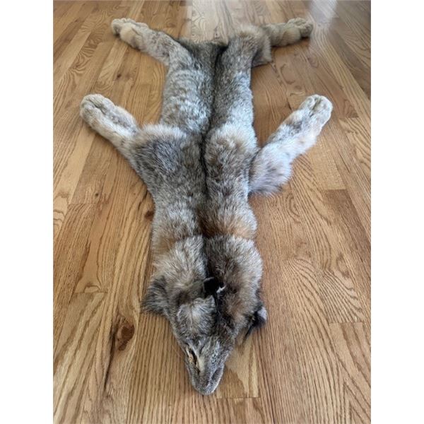 Beautiful Lynx Pelt