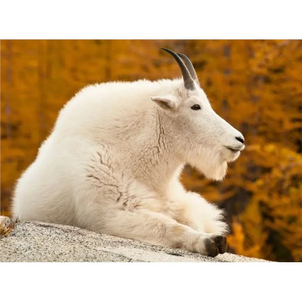 Auction Permit/Tag for Washington Mountain Goat