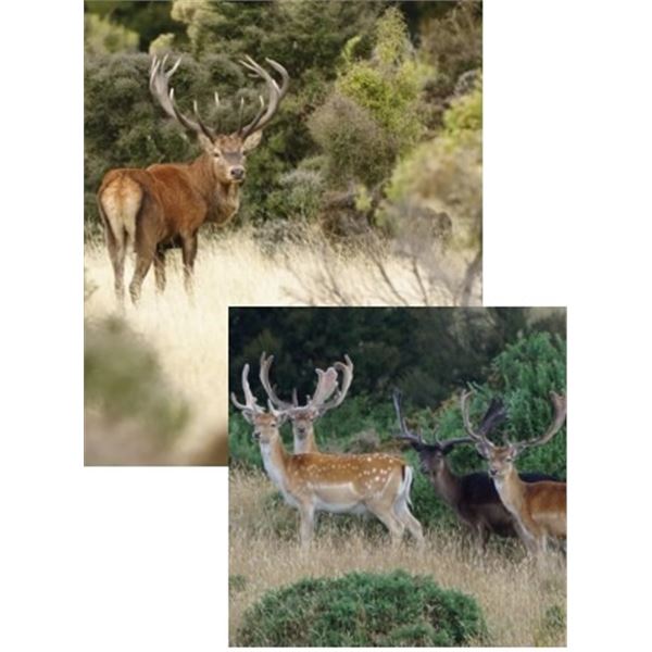 New Zealand Red Stag up to 360 sci and a Fallow Deer