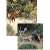 Image 1 : New Zealand Red Stag up to 360 sci and a Fallow Deer