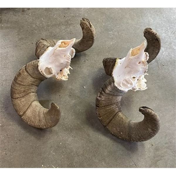 California Bighorn Sheep Skull Euro