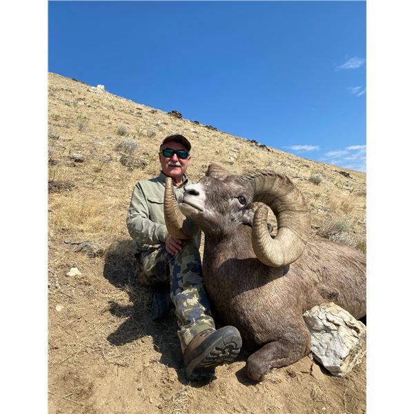 California bighorn sheep auction permit for the 2026 license year