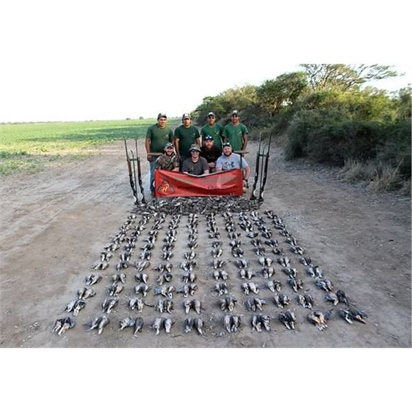 Dove & Pigeon Hunt in Argentina