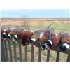 Image 1 : Missouri Pheasant Hunt for Two