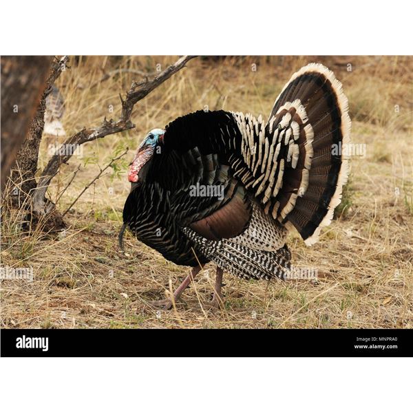 Sonora Goulds Turkey Hunt