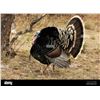 Image 1 : Sonora Goulds Turkey Hunt