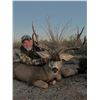 Image 3 : SONORA DEER HUNTING: 6-Day Mule Deer Hunt for One Hunter and One NH in Mexico -Includes Trophy