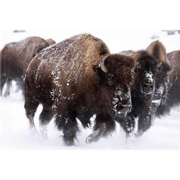 PHILMONT SCOUT RANCH: 3-Day/2-Night Bison Hunt for One Hunter and One NH in NM - Includes Trophy