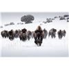 Image 2 : PHILMONT SCOUT RANCH: 3-Day/2-Night Bison Hunt for One Hunter and One NH in NM - Includes Trophy