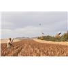 Image 3 : STUKELS: 2-Day/3-Night Premium Upland Bird Hunt for Five Hunters in South Dakota