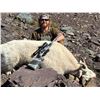 Image 1 : NADINA GUIDE OUTFITTERS: 10-Day/10-Night Mtn. Goat Hunt for One Hunter in B.C. - Includes Trophy Fee