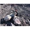 Image 2 : NADINA GUIDE OUTFITTERS: 10-Day/10-Night Mtn. Goat Hunt for One Hunter in B.C. - Includes Trophy Fee