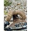 Image 2 : PUERTA LAS HAYAS: 7-Day Bighorn Sheep Hunt for One Hunter and One NH in Mexico - Includes Trophy