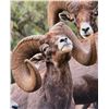 Image 3 : PUERTA LAS HAYAS: 7-Day Bighorn Sheep Hunt for One Hunter and One NH in Mexico - Includes Trophy