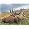 Image 3 : LOCHINVAR: 5-Day/5-Night Red Stag Hunt for One Hunter and One NH in NZ - Includes Trophy Fee
