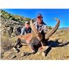 Image 4 : IBEXHUNTSPAIN: 8-Day Ibex & Red Deer Hunt for One Hunter and One NH in Spain - Includes Trophy Fees