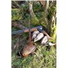 Image 1 : GAME HUNTING IRELAND: 5-Day Big Game and Mixed Bag Hunt for One Hunter and One NH in Ireland