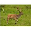 Image 2 : GAME HUNTING IRELAND: 5-Day Big Game and Mixed Bag Hunt for One Hunter and One NH in Ireland
