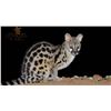 Image 2 : HUNTERS CREEK: 5-Day/4-Night Small Game Safari for Two Hunters in South Africa - Includes Trophies