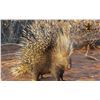 Image 3 : HUNTERS CREEK: 5-Day/4-Night Small Game Safari for Two Hunters in South Africa - Includes Trophies