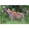 Image 4 : HUNTERS CREEK: 5-Day/4-Night Small Game Safari for Two Hunters in South Africa - Includes Trophies