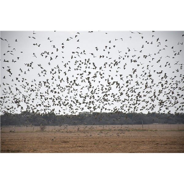 FRONTERA WINGSHOOTING: 5-Day/4-Night High-Volume Dove Hunt for Ten (10) Hunters in Argentina