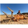 Image 2 : JANNIE OTTO: 7-Day/6-Night Plains Game Safari for Two Hunters in South Africa - Includes Trophy Fees