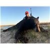 Image 5 : WORLDWIDE TROPHY: LADIES ONLY 7-Day Black Bear Hunt  in Canada - Includes Trophy Fees