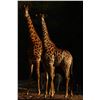 Image 10 : MATTHEW GREEFF: 5-Day Big Game Photo Safari for Two in South Africa