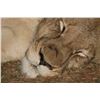 Image 11 : MATTHEW GREEFF: 5-Day Big Game Photo Safari for Two in South Africa
