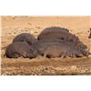 Image 13 : MATTHEW GREEFF: 5-Day Big Game Photo Safari for Two in South Africa