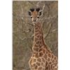 Image 14 : MATTHEW GREEFF: 5-Day Big Game Photo Safari for Two in South Africa