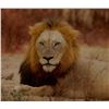 Image 2 : MATTHEW GREEFF: 5-Day Big Game Photo Safari for Two in South Africa