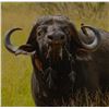 Image 3 : MATTHEW GREEFF: 5-Day Big Game Photo Safari for Two in South Africa