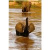 Image 6 : MATTHEW GREEFF: 5-Day Big Game Photo Safari for Two in South Africa