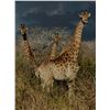 Image 8 : MATTHEW GREEFF: 5-Day Big Game Photo Safari for Two in South Africa