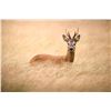 Image 3 : CARNEGIE: 5-Day Roe Deer & Muntjac Hunt for One Hunter and One NH in England - Includes Trophies