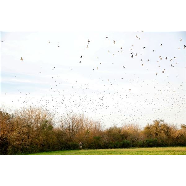 EXCITING OUTDOORS: 4-Day/3-Night High-Volume Dove Hunt for Eight Hunters in Argentina