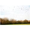 Image 1 : EXCITING OUTDOORS: 4-Day/3-Night High-Volume Dove Hunt for Eight Hunters in Argentina
