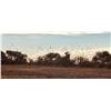 Image 3 : EXCITING OUTDOORS: 4-Day/3-Night High-Volume Dove Hunt for Eight Hunters in Argentina