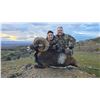 Image 1 : SAFARI INT'L: 5-Day Mouflon & Fox Hunt for One Hunter / One NH in Macedonia - Includes Trophy Fees