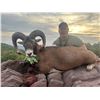 Image 3 : SAFARI INT'L: 5-Day Mouflon & Fox Hunt for One Hunter / One NH in Macedonia - Includes Trophy Fees