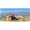 Image 4 : SAFARI INT'L: 5-Day Mouflon & Fox Hunt for One Hunter / One NH in Macedonia - Includes Trophy Fees
