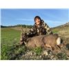 Image 1 : FERNANDO SAIZ: 4-Day/4-Night Roe Deer Hunt for One Hunter in Spain - Includes Trophy Fee