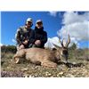 Image 2 : FERNANDO SAIZ: 4-Day/4-Night Roe Deer Hunt for One Hunter in Spain - Includes Trophy Fee