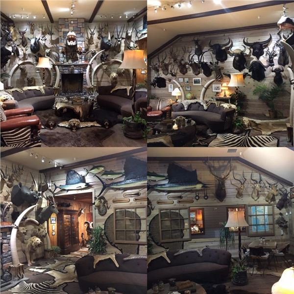 (IN ROOM ONLY) OLD WOLF TAXIDERMY: $5,000 Credit Towards In-Home Taxidermy Cleaning Services