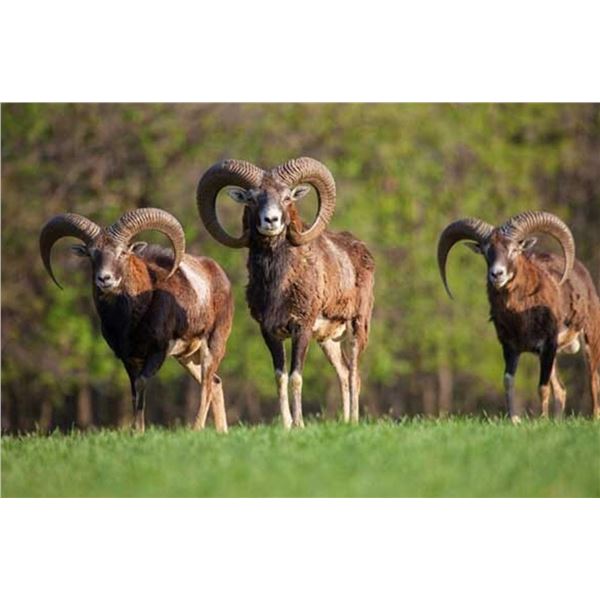 ORIGINAL KANSAS TROPHY: 2-Day/2-Night Mouflon Hunt for One Hunter in Kansas - Includes Trophy Fee